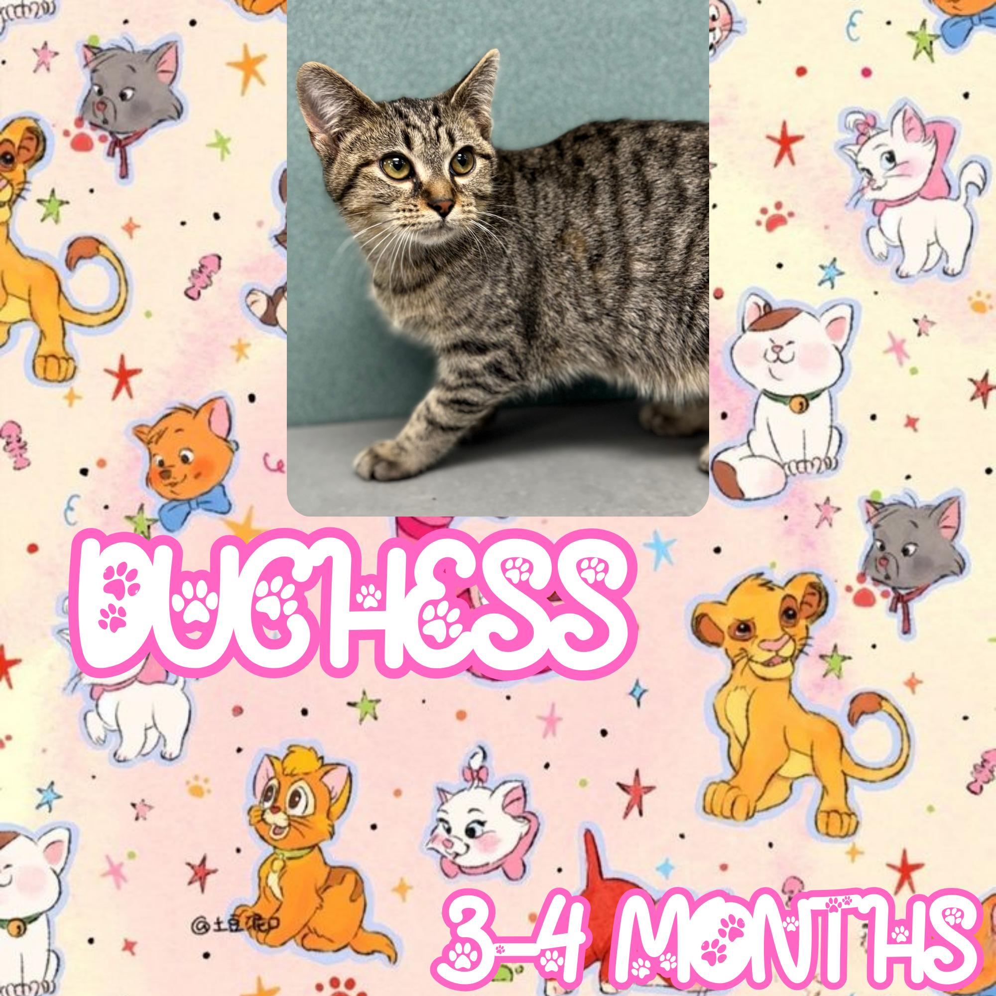 Duchess, a ADOPTABLE Domestic Short Hair in Bardstown, KY image 2/5