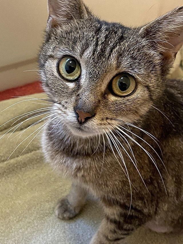 Mavish, a Adoptable Domestic Short Hair in Tampa, FL image 1/3