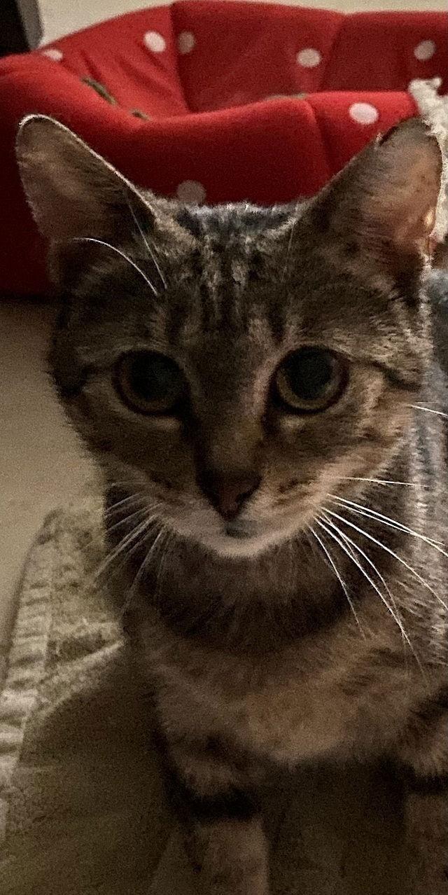 Mavish, a Adoptable Domestic Short Hair in Tampa, FL image 2/3