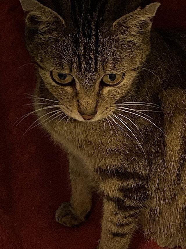 Mavish, a Adoptable Domestic Short Hair in Tampa, FL image 3/3