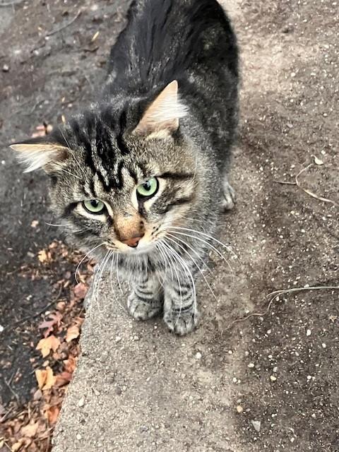Ming, a Adopted Domestic Medium Hair in New York, NY image 1/4