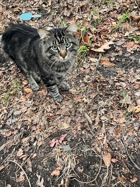 Ming, a Adopted Domestic Medium Hair in New York, NY image 2/4