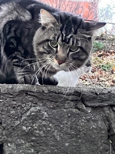 Ming, a Adopted Domestic Medium Hair in New York, NY image 3/4