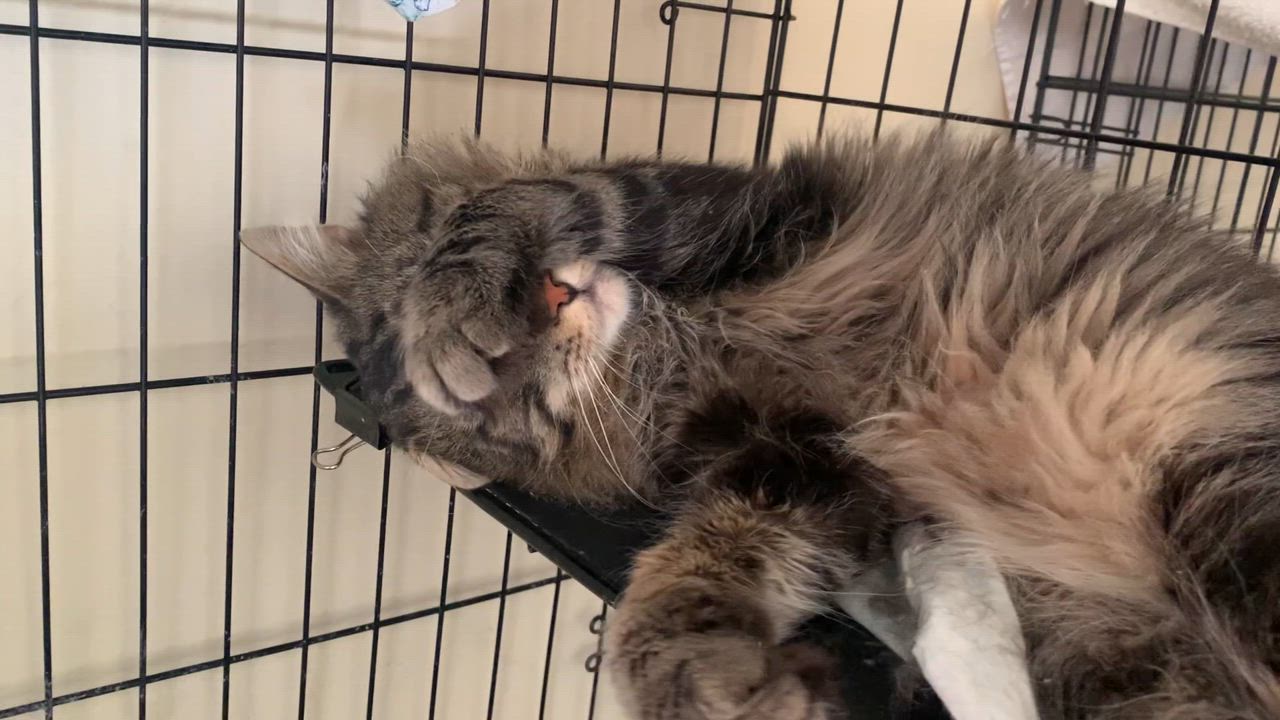 Enlarge Ming, a Adopted Domestic Medium Hair in New York, NY video 4/4
