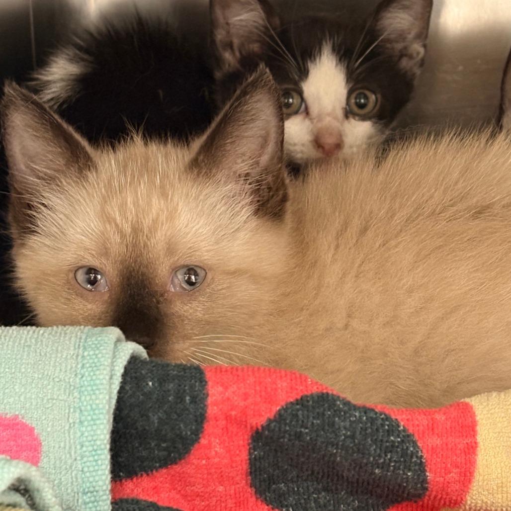 Enlarge Mochi, a Adoptable Siamese in Royse City, TX image 1/1