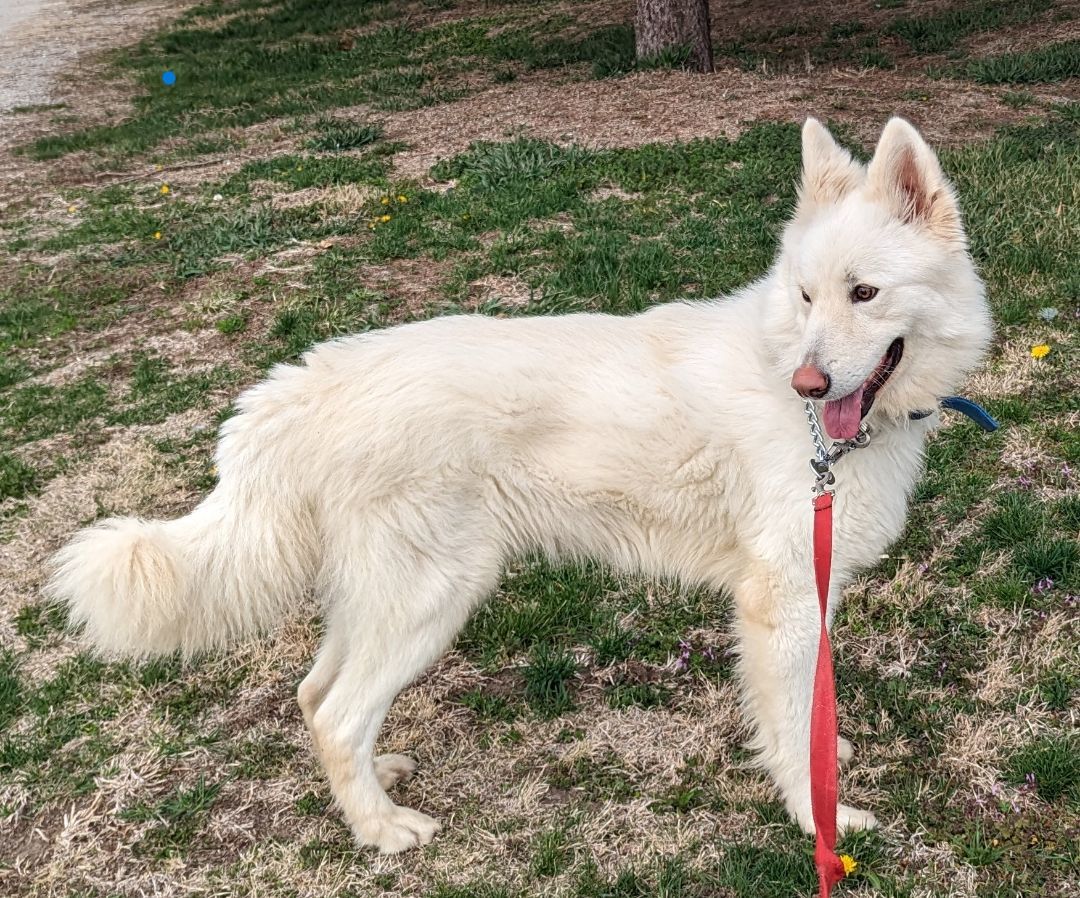 Casper, Adopted, Adult Male German Shepherd Dog.