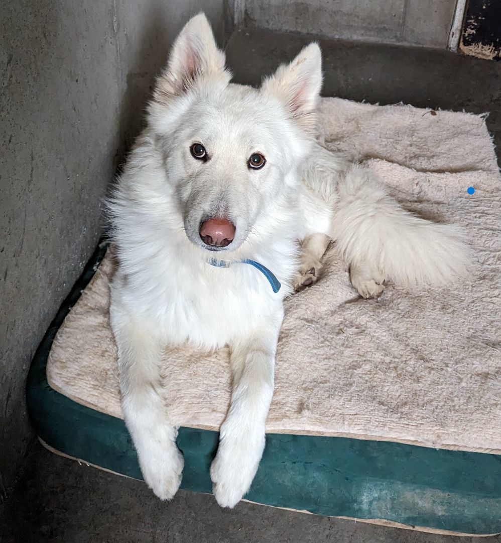 Enlarge Casper, a Adopted mixed breed in Falls City, NE image 2/2