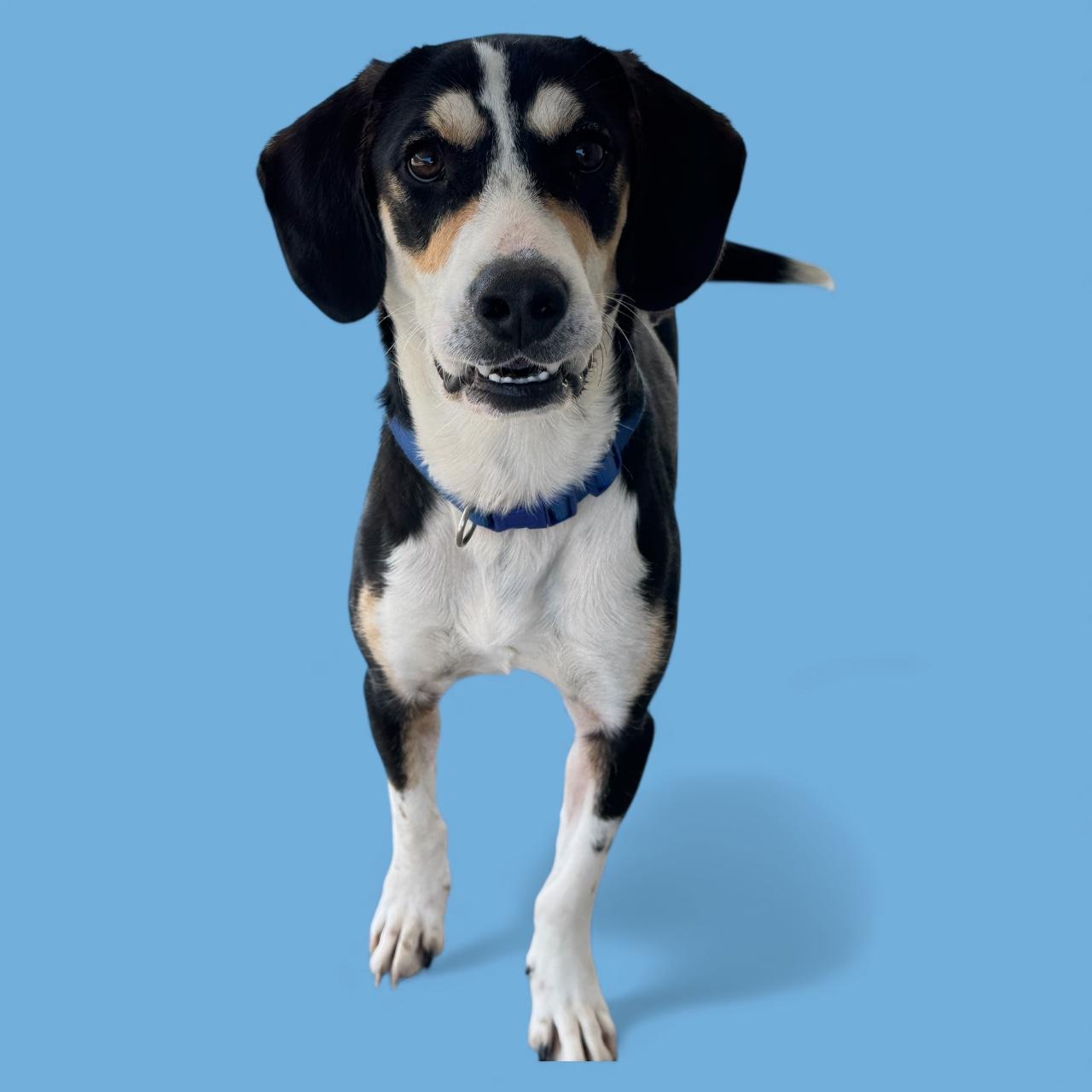 Bruno, Adoptable, Adult Male Hound & Beagle.