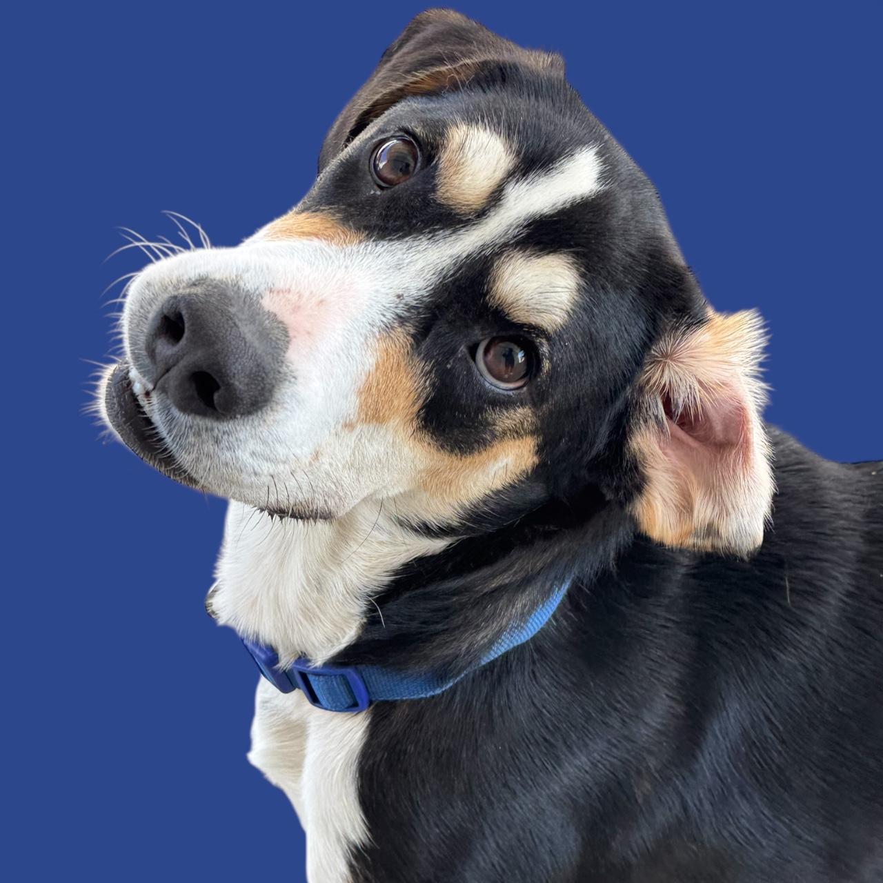 Enlarge Bruno, a Adoptable mixed breed in Troy, AL image 2/4