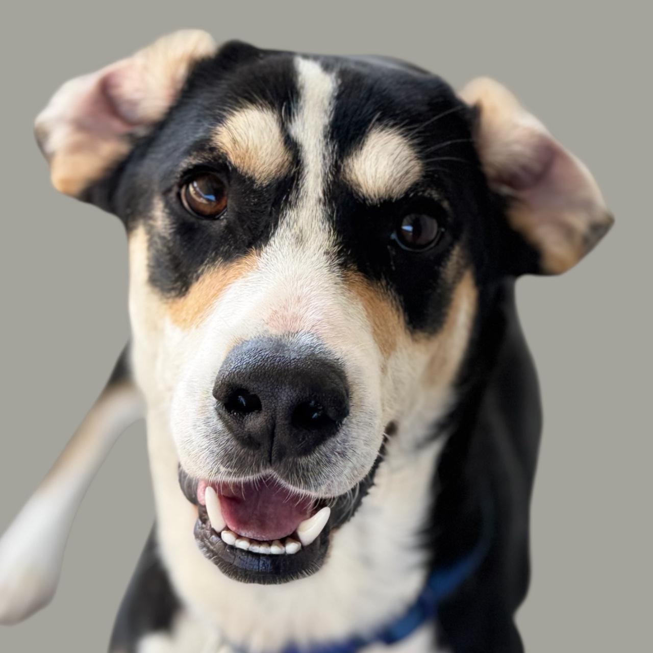 Enlarge Bruno, a Adoptable mixed breed in Troy, AL image 3/4