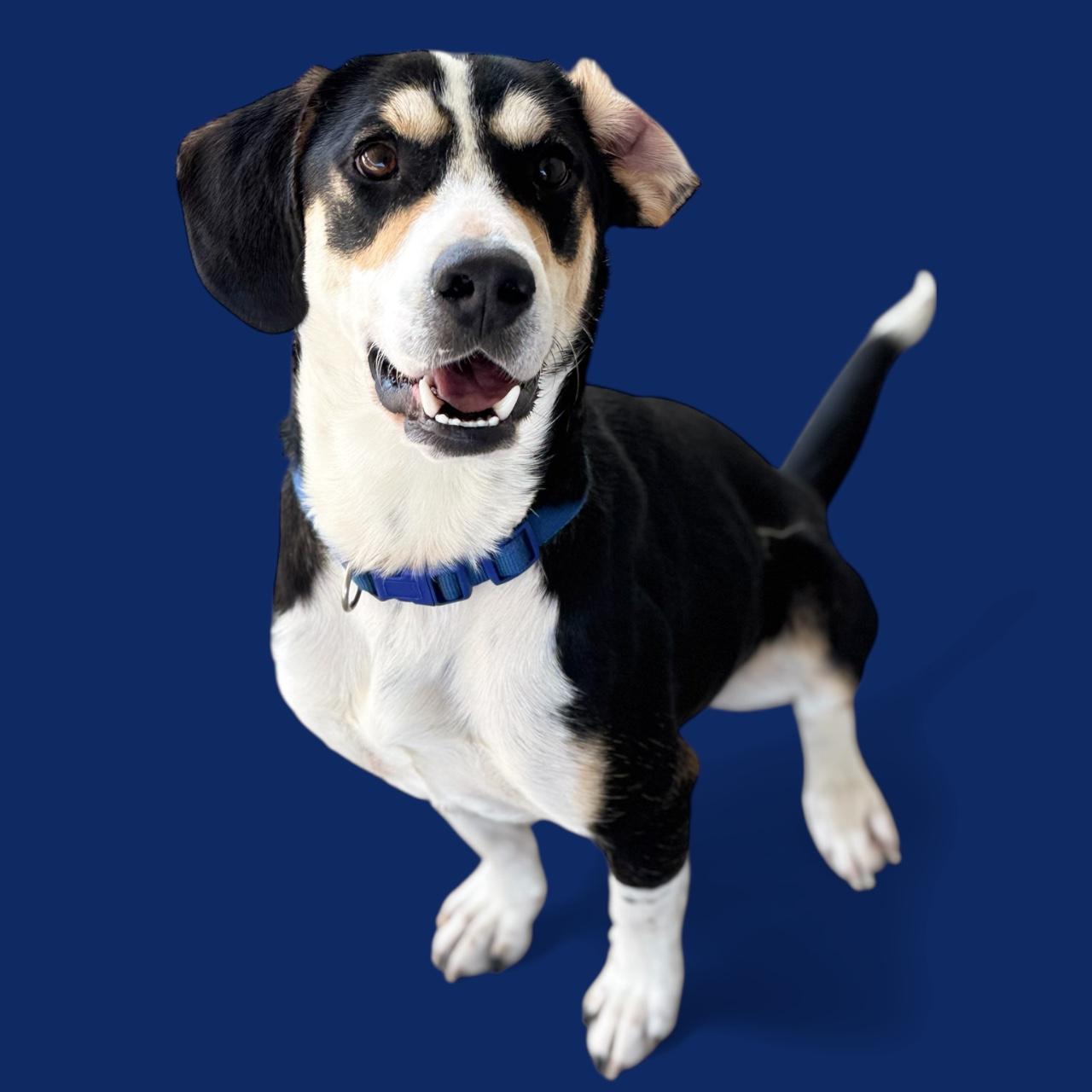 Enlarge Bruno, a Adoptable mixed breed in Troy, AL image 4/4