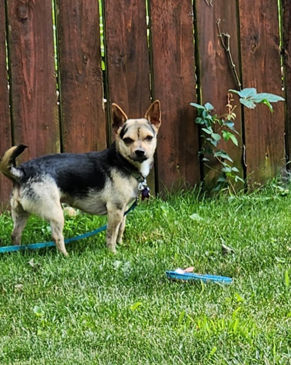 Enlarge Tiny Jake, a Adoptable Chihuahua in Northville, MI image 1/4