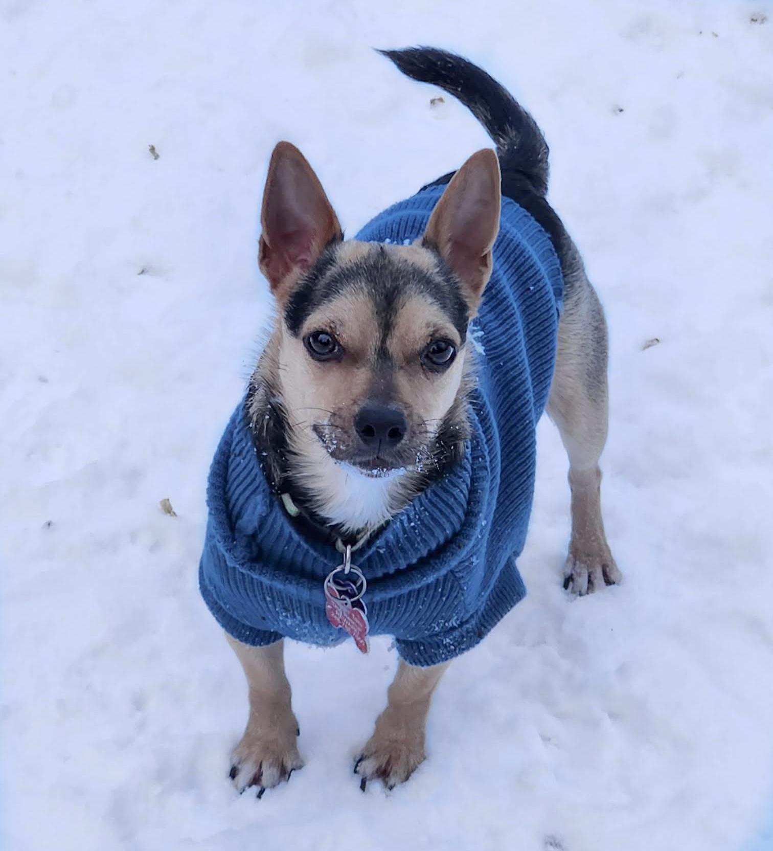 Enlarge Jake, a Adoptable Chihuahua in Northville, MI image 1/6