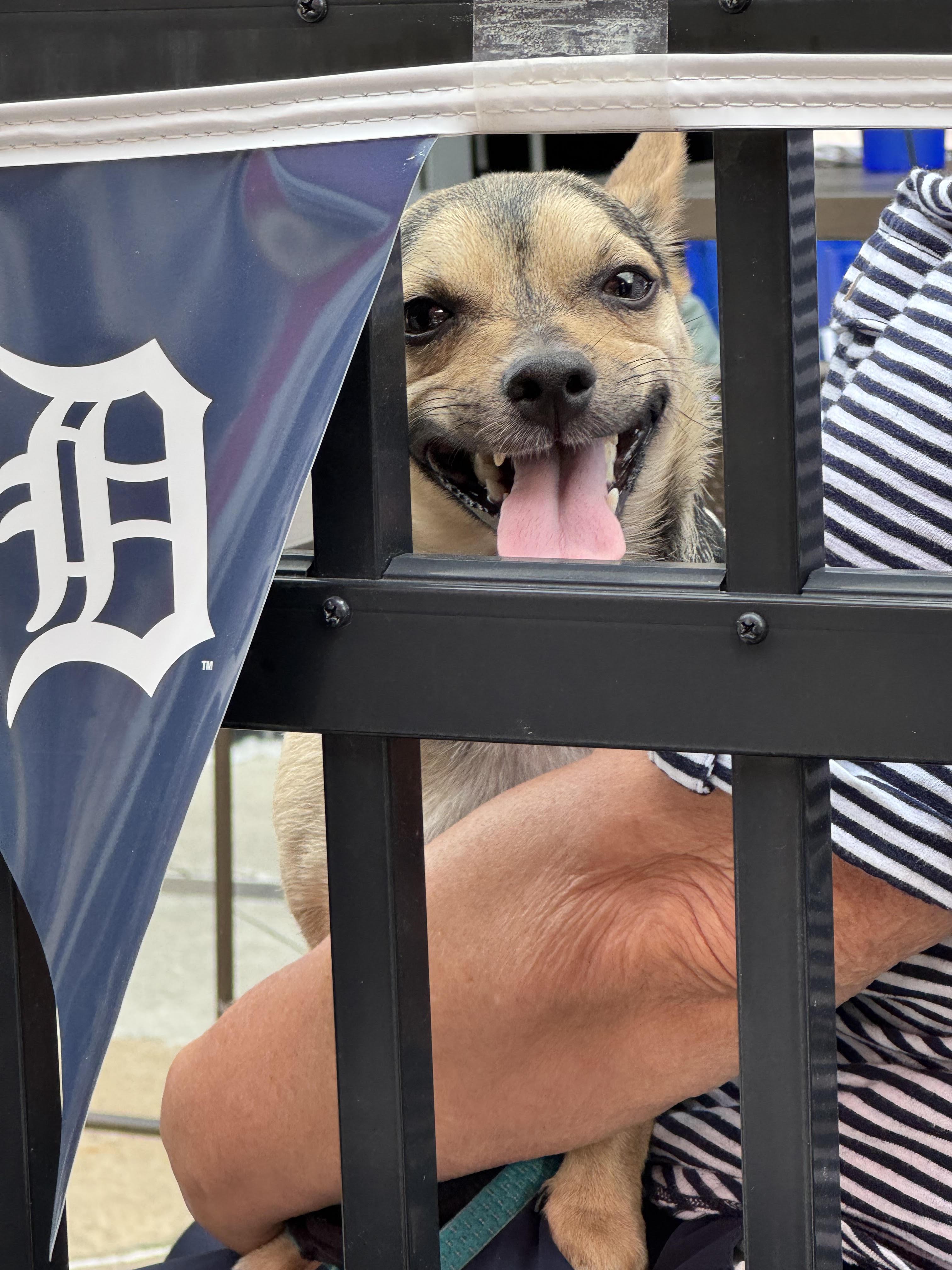 Enlarge Jake, a Adoptable Chihuahua in Northville, MI image 2/5