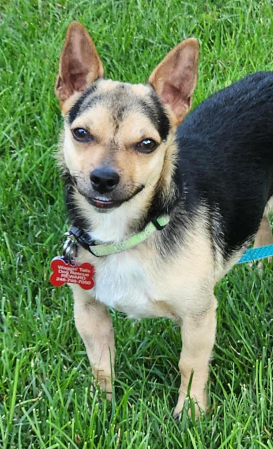 Enlarge Tiny Jake, a Adoptable Chihuahua in Northville, MI image 2/4