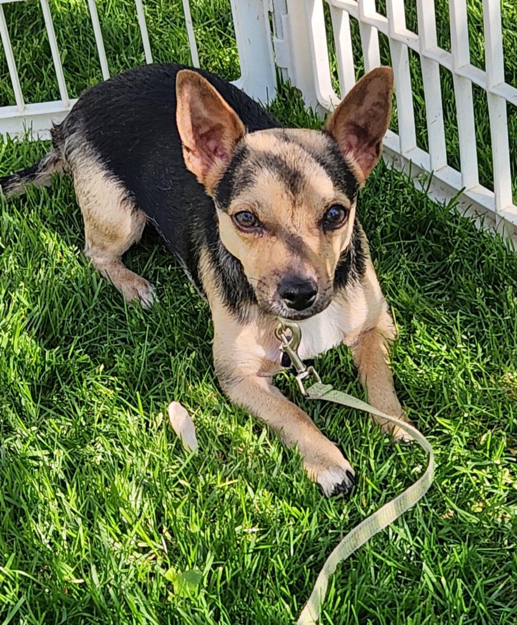 Enlarge Tiny Jake, a Adoptable Chihuahua in Northville, MI image 3/4