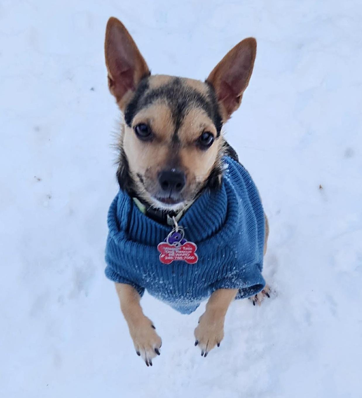 Enlarge Jake, a Adoptable Chihuahua in Northville, MI image 2/6