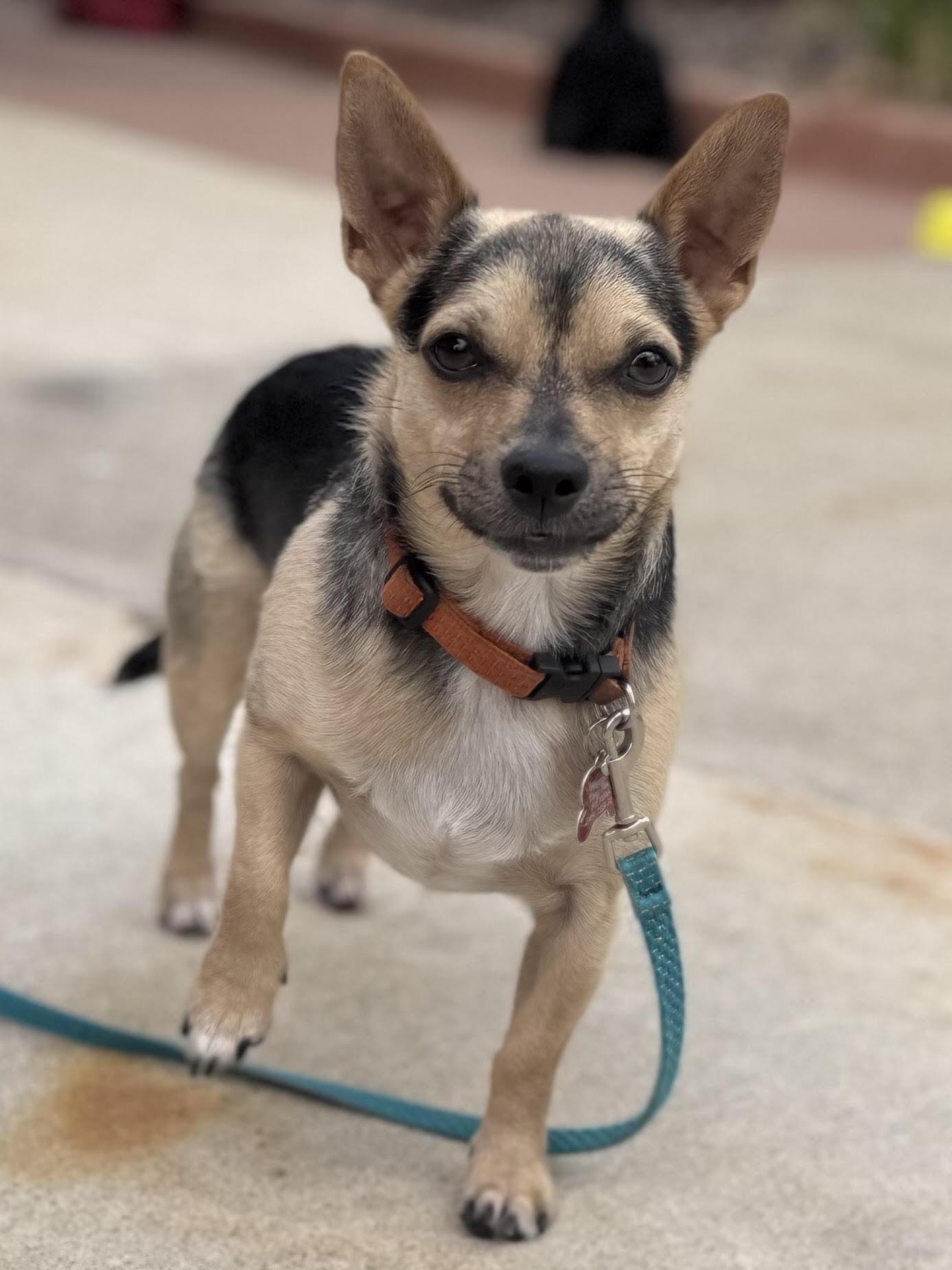 Jake, Adoptable, Young Male Chihuahua.