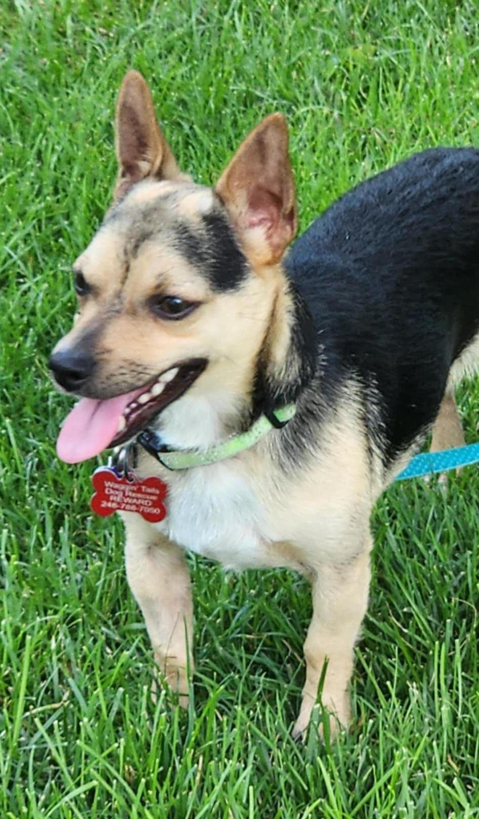 Enlarge Tiny Jake, a Adoptable Chihuahua in Northville, MI image 4/4