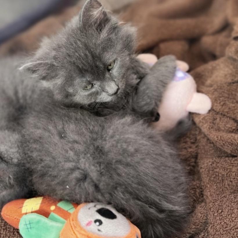 Spark (Dragon), Adoptable, Kitten Male Domestic Medium Hair.