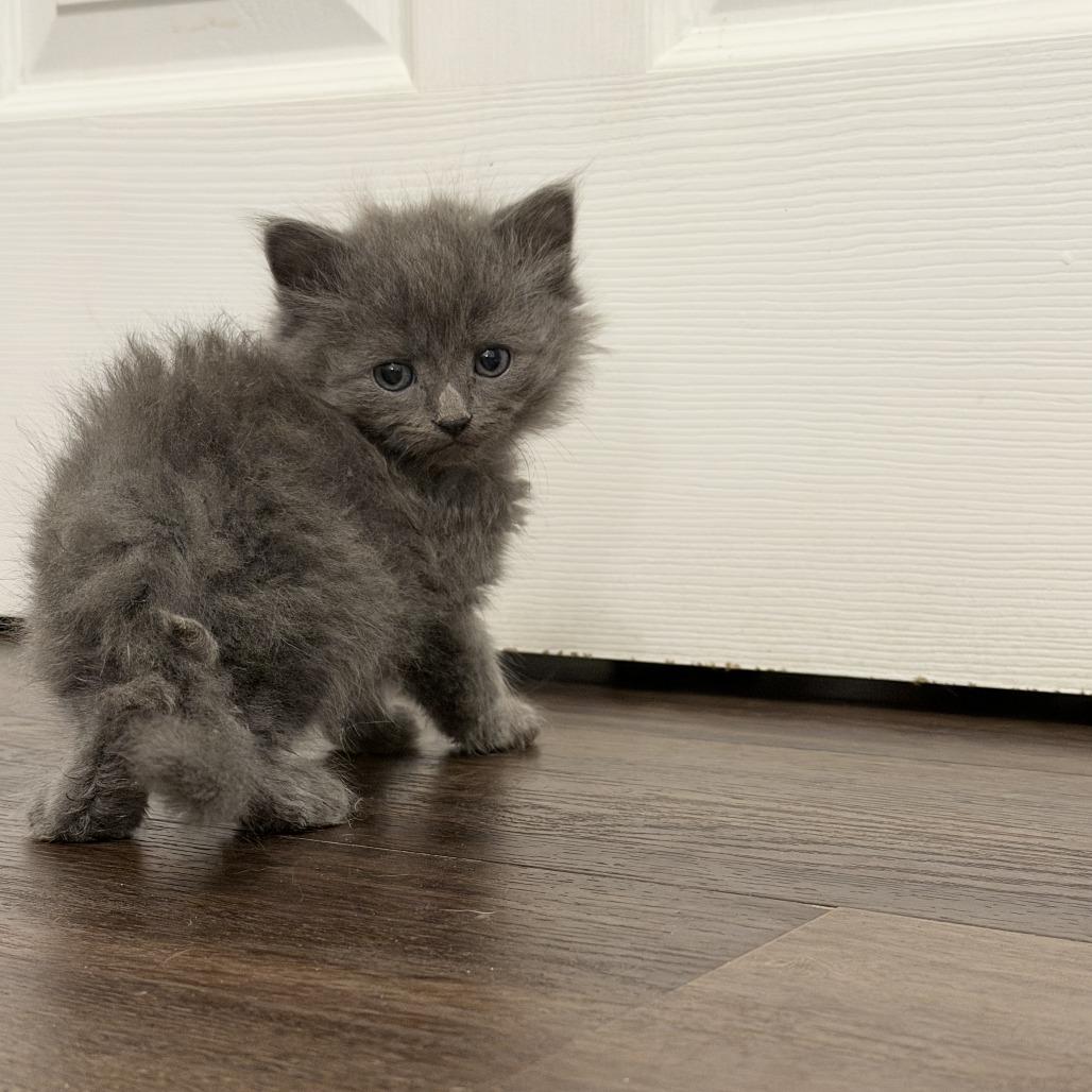 Enlarge Spark (Dragon), a Adoptable Domestic Medium Hair in Cartersville, GA image 3/3