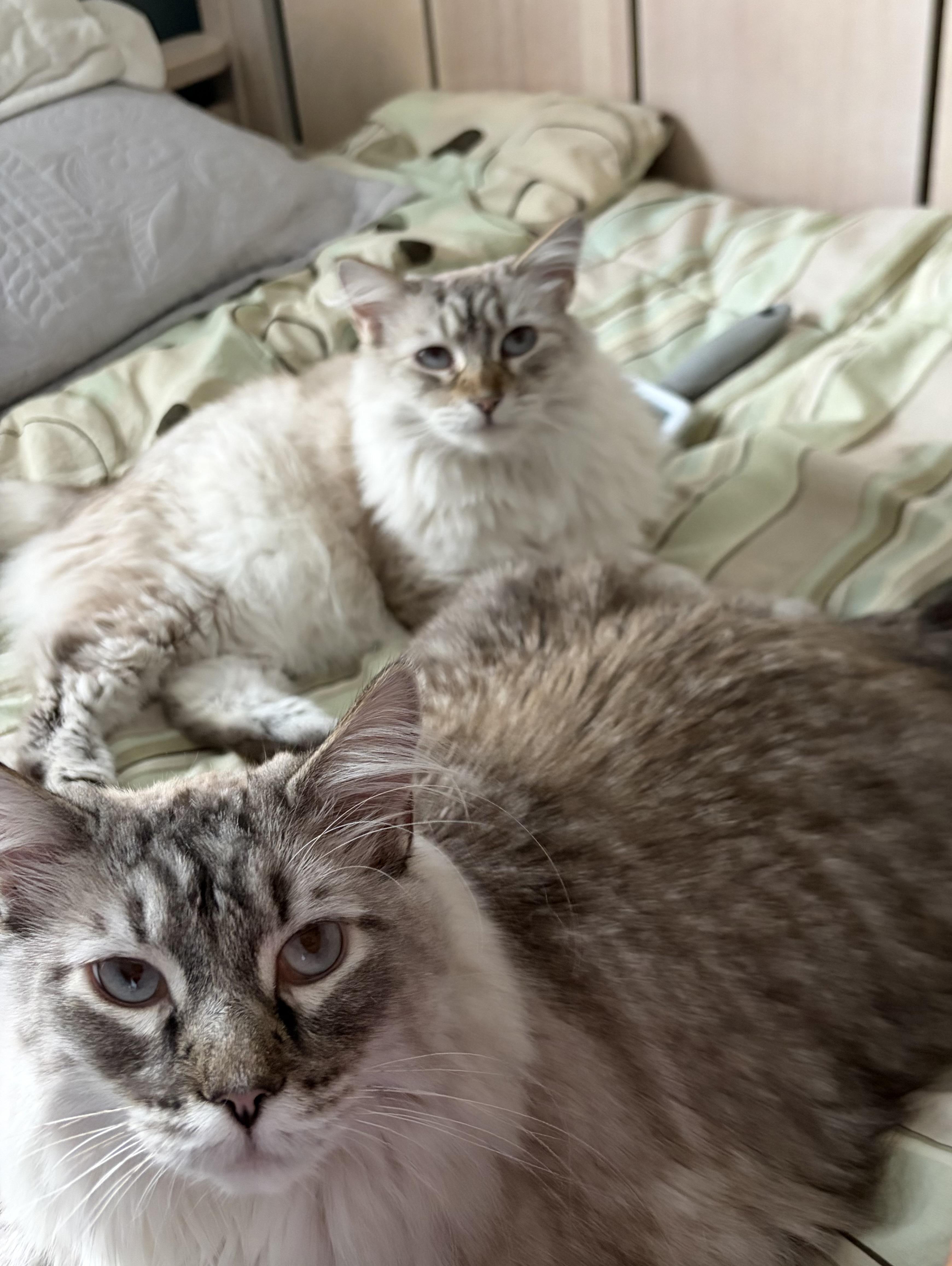 Louie & Lola -The Ultimate Double Siamese Fluff, ADOPTABLE, Adult Male Siamese.