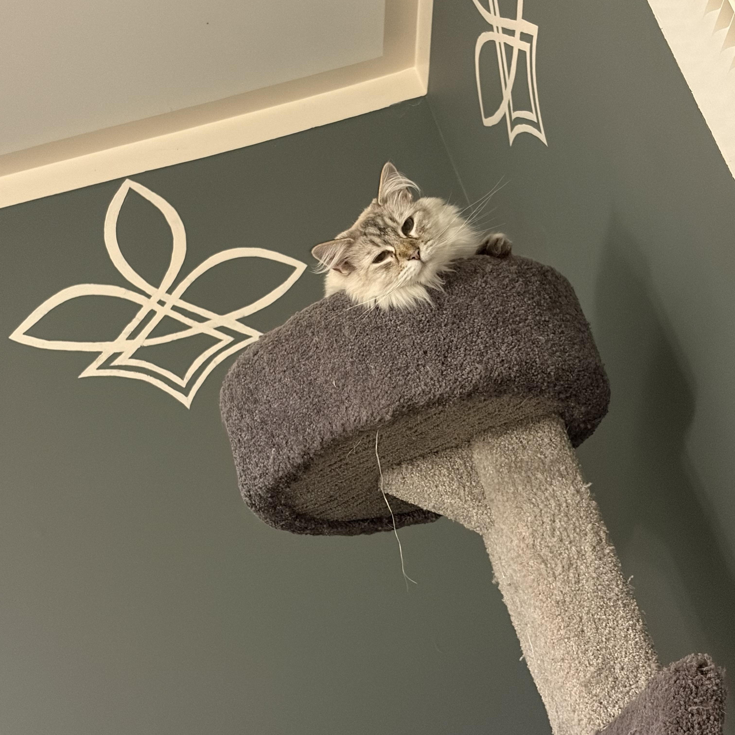 Louie & Lola -The Ultimate Double Siamese Fluff, a ADOPTABLE Siamese in Bristow, VA image 4/4
