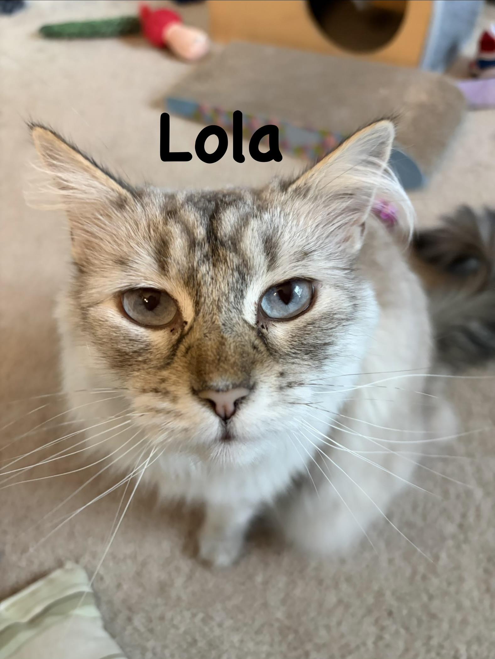 Louie & Lola -The Ultimate Double Siamese Fluff, a ADOPTABLE Siamese in Bristow, VA image 3/4