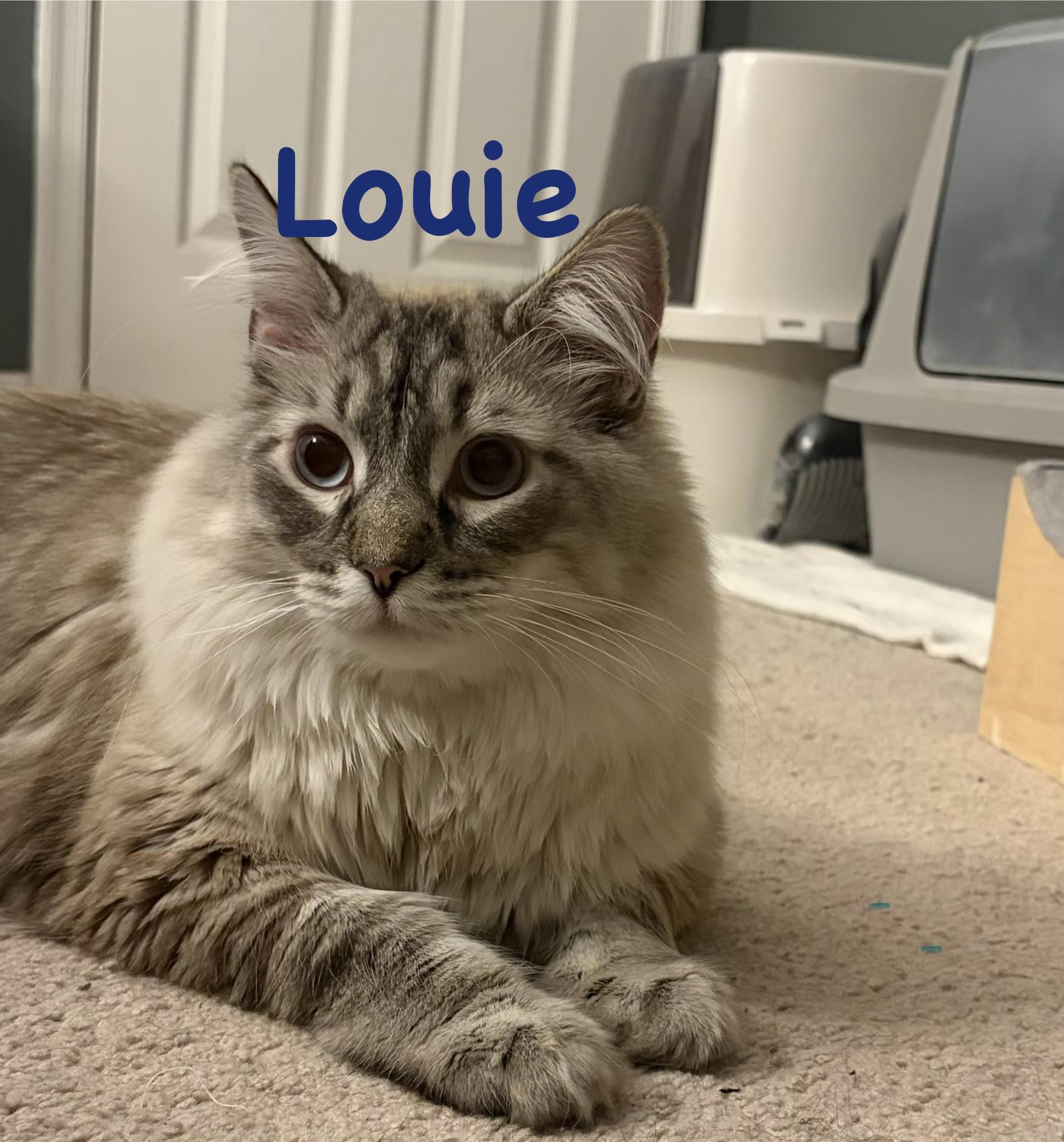 Louie & Lola -The Ultimate Double Siamese Fluff, a ADOPTABLE Siamese in Bristow, VA image 2/4