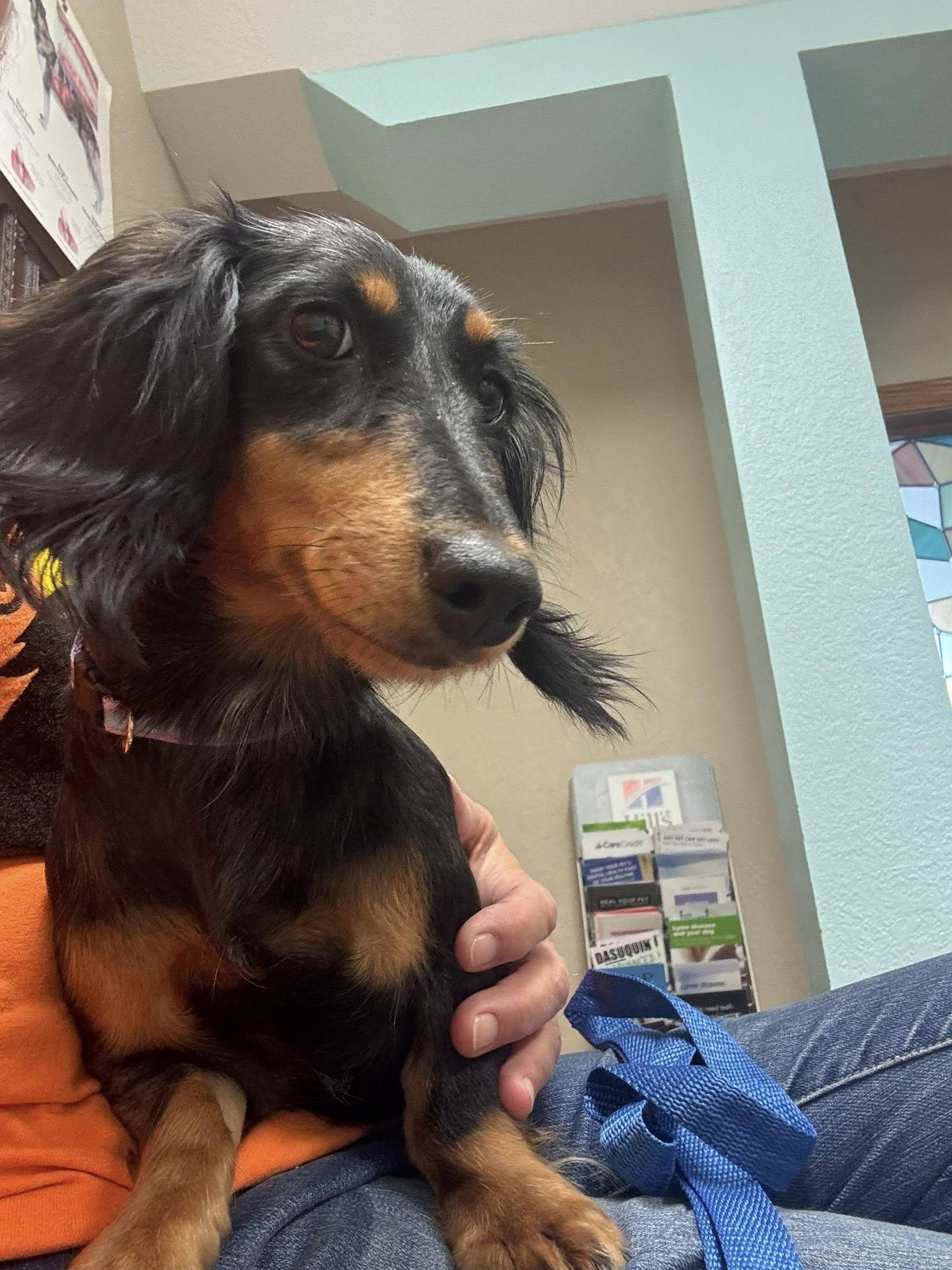 Enlarge Madison, a ADOPTABLE Dachshund (Long Haired) in Decorah, IA image 1/4
