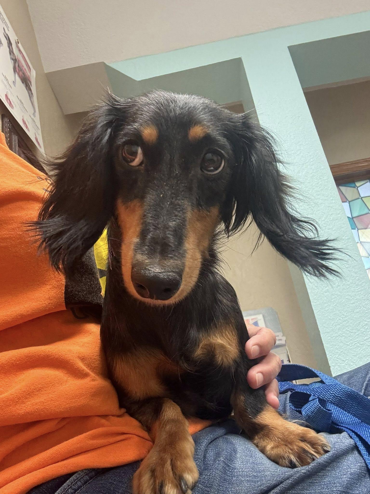 Enlarge Madison, a ADOPTABLE Dachshund (Long Haired) in Decorah, IA image 2/4