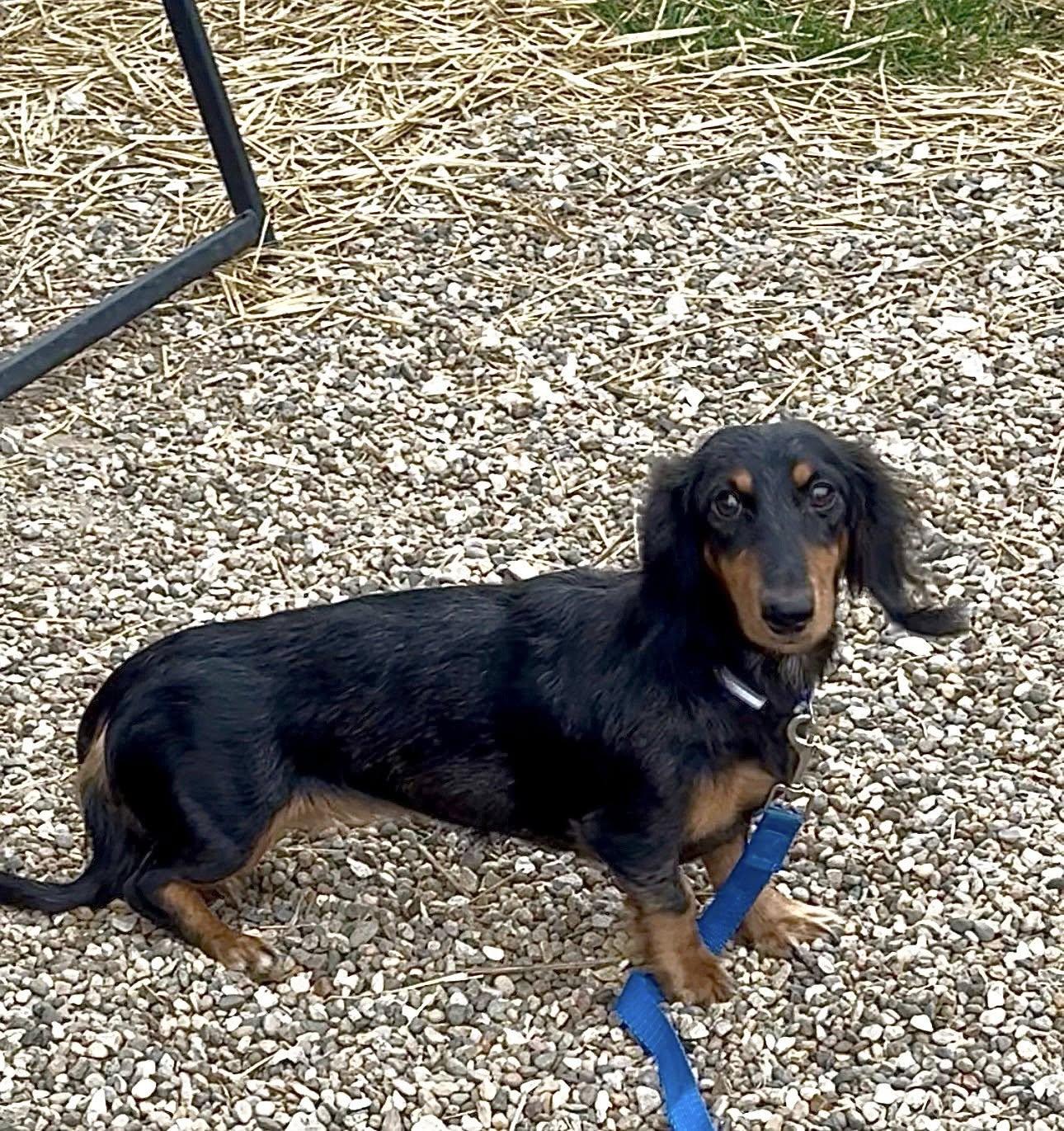 Enlarge Madison, a ADOPTABLE Dachshund (Long Haired) in Decorah, IA image 4/4