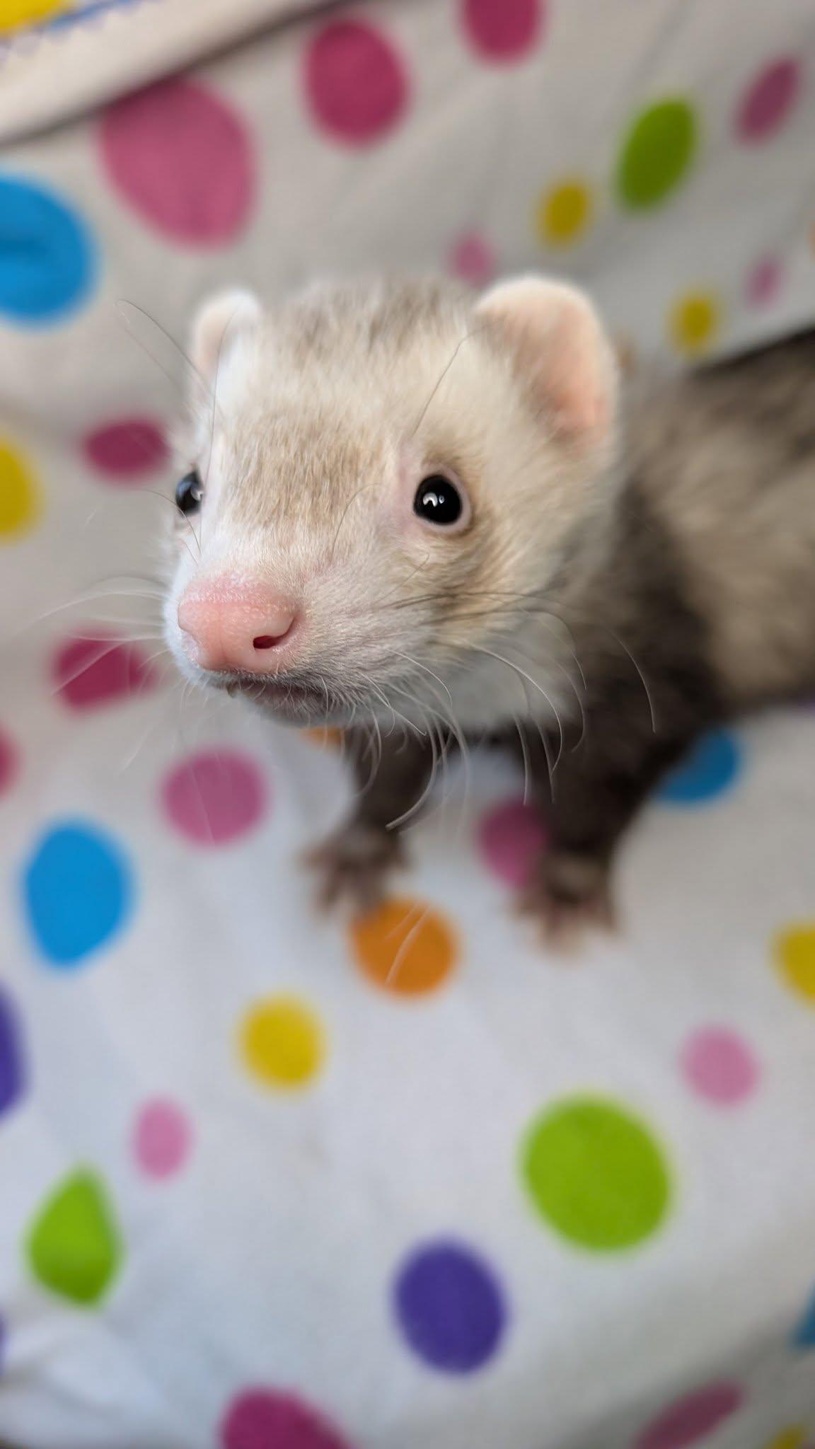 Enlarge Mighty Milo and Binx, a Adopted Ferret in Cleveland, OH image 4/5