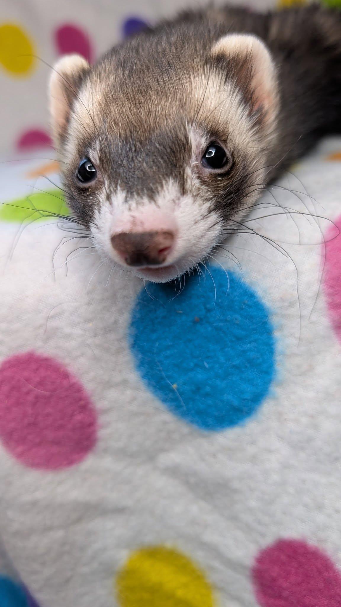 Enlarge Mighty Milo and Binx, a Adopted Ferret in Cleveland, OH image 2/5