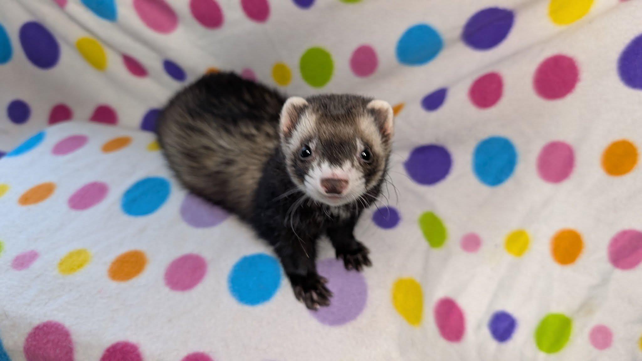 Enlarge Mighty Milo and Binx, a Adopted Ferret in Cleveland, OH image 3/5
