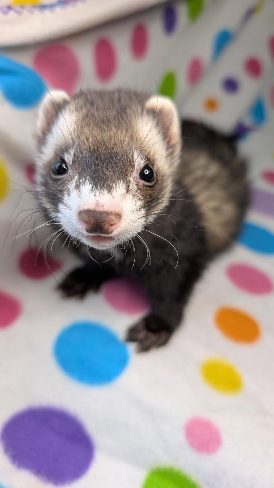 Mighty Milo and Binx, Adopted, Adult Male Ferret.