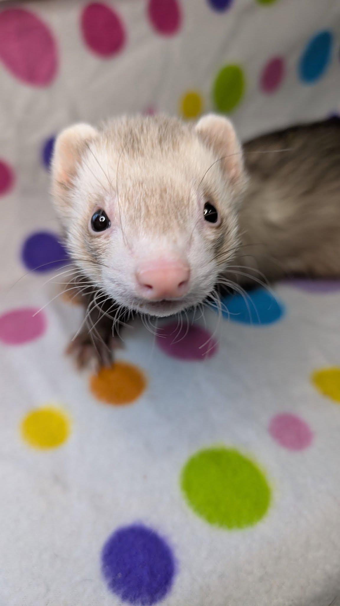 Enlarge Mighty Milo and Binx, a Adopted Ferret in Cleveland, OH image 5/5