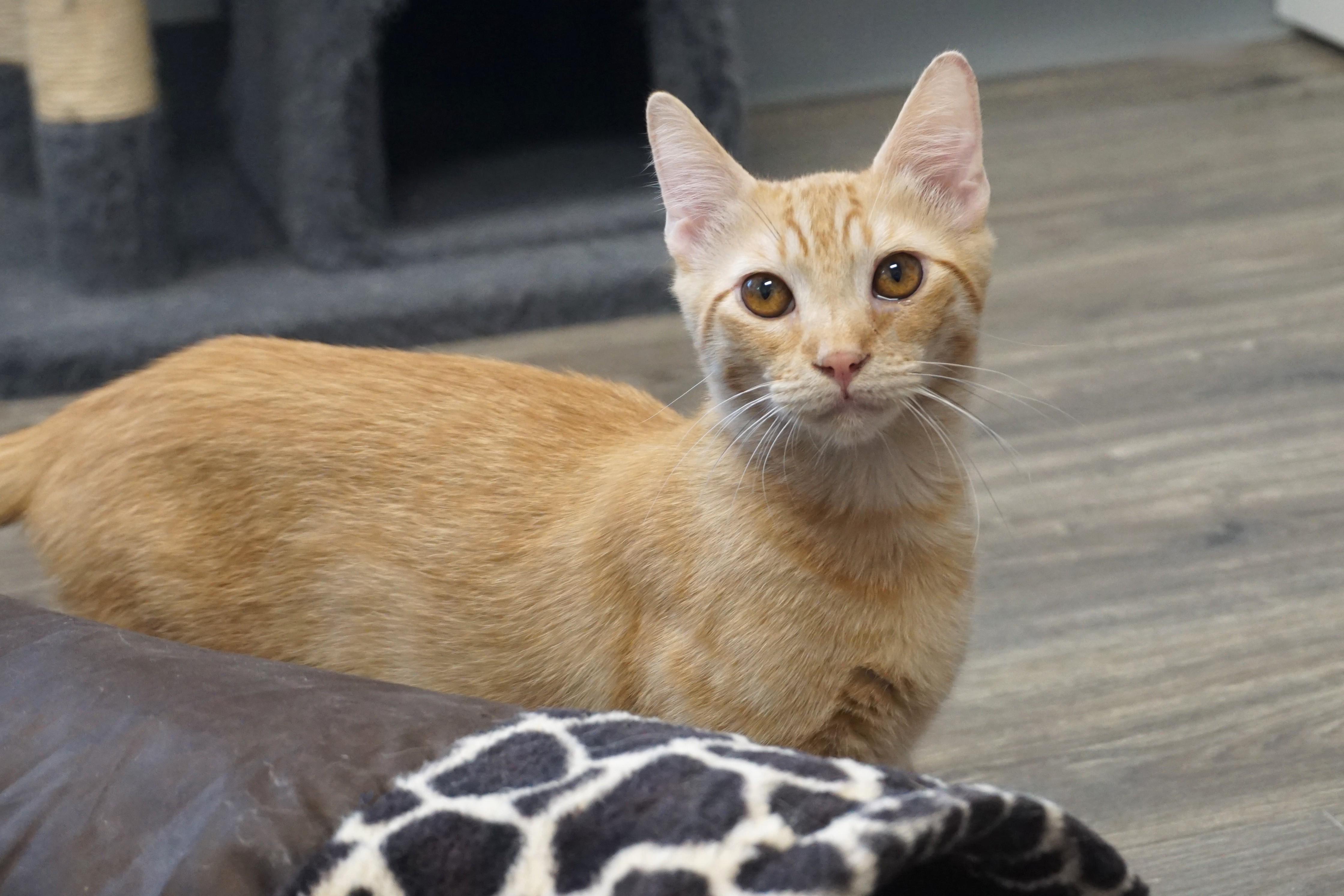 Enlarge Samuel, an adopted Domestic Short Hair in Fountain Hills, AZ image 1/5