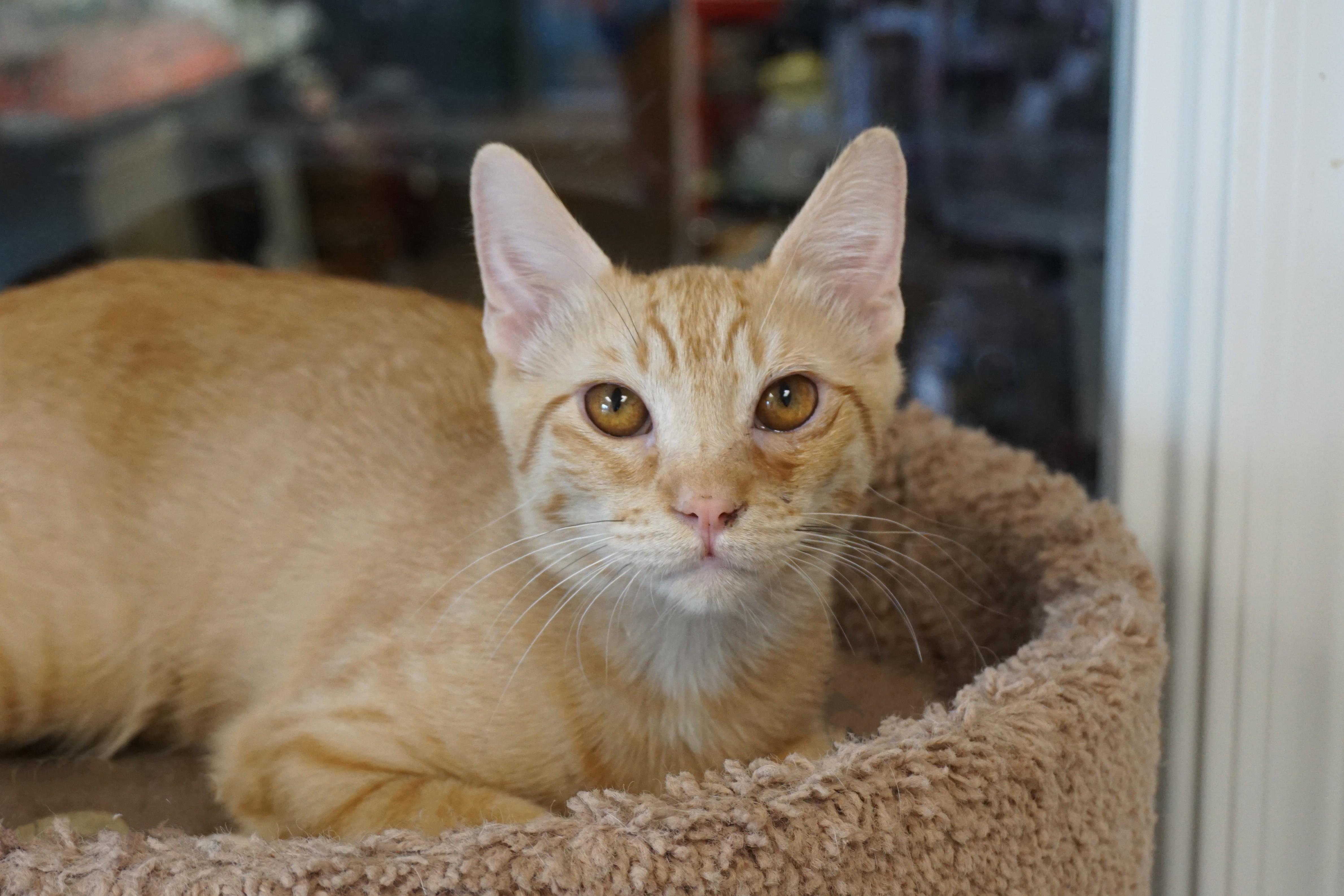 Enlarge Samuel, an adopted Domestic Short Hair in Fountain Hills, AZ image 3/5