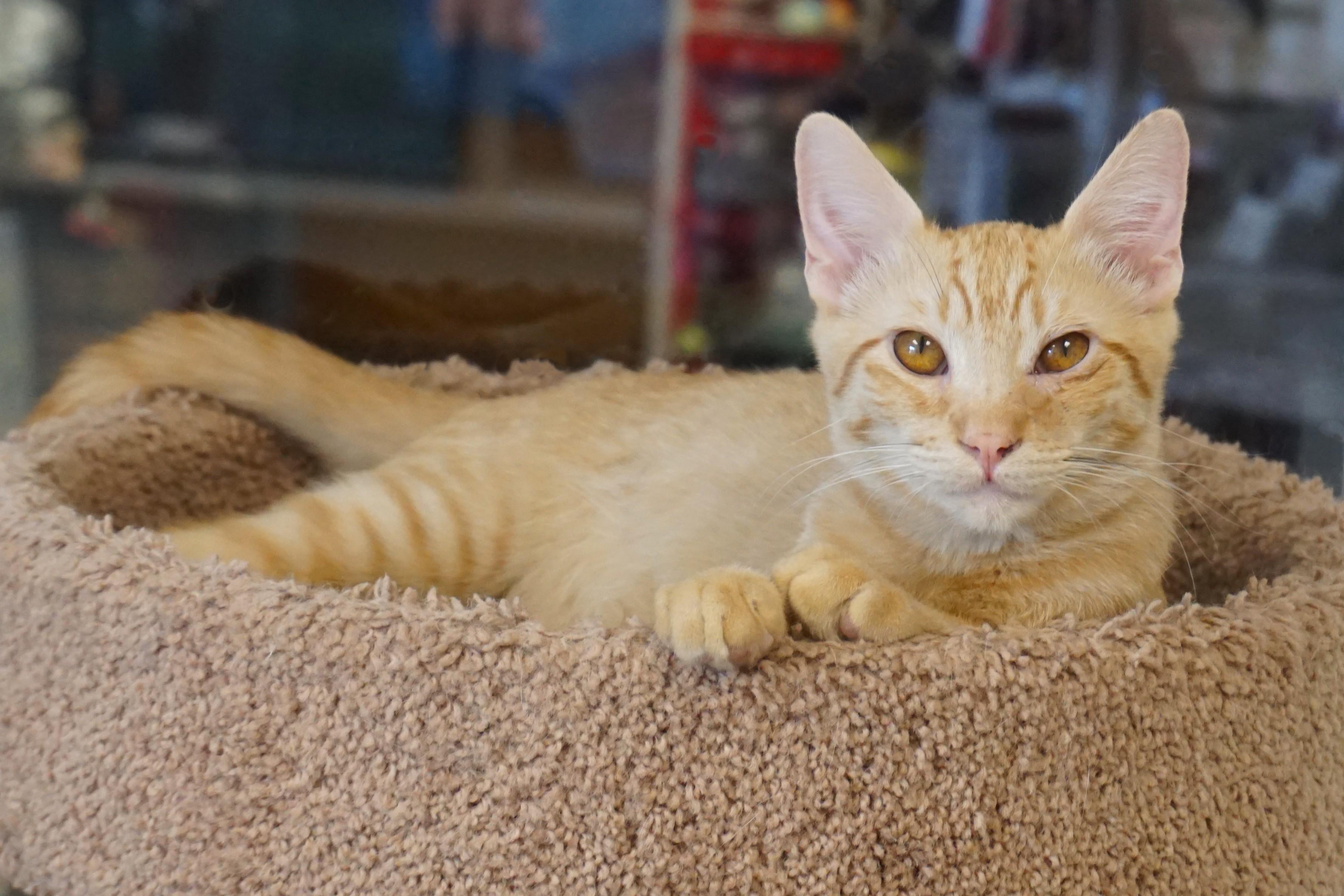 Enlarge Samuel, an adopted Domestic Short Hair in Fountain Hills, AZ image 4/5