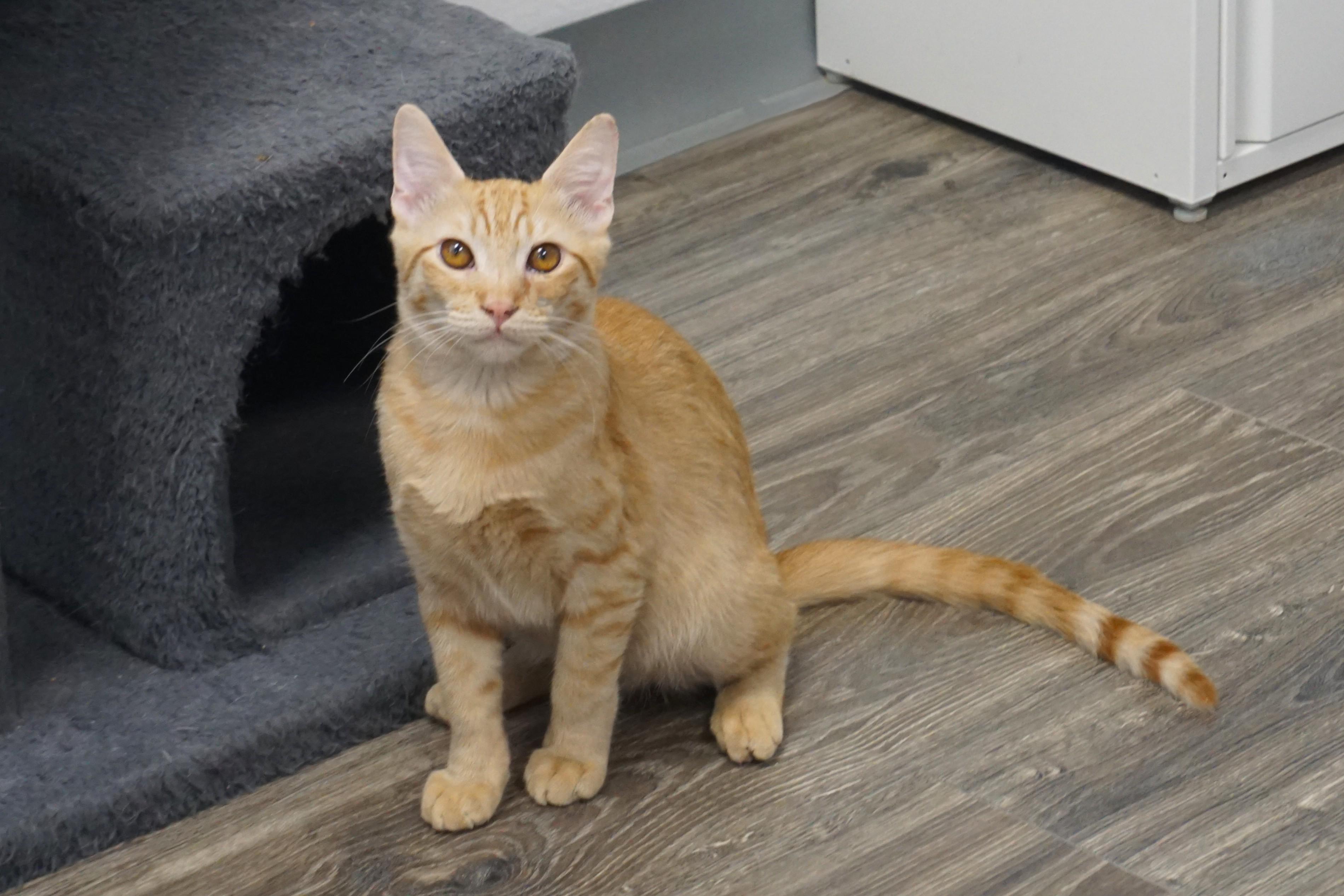 Enlarge Samuel, an adopted Domestic Short Hair in Fountain Hills, AZ image 2/5