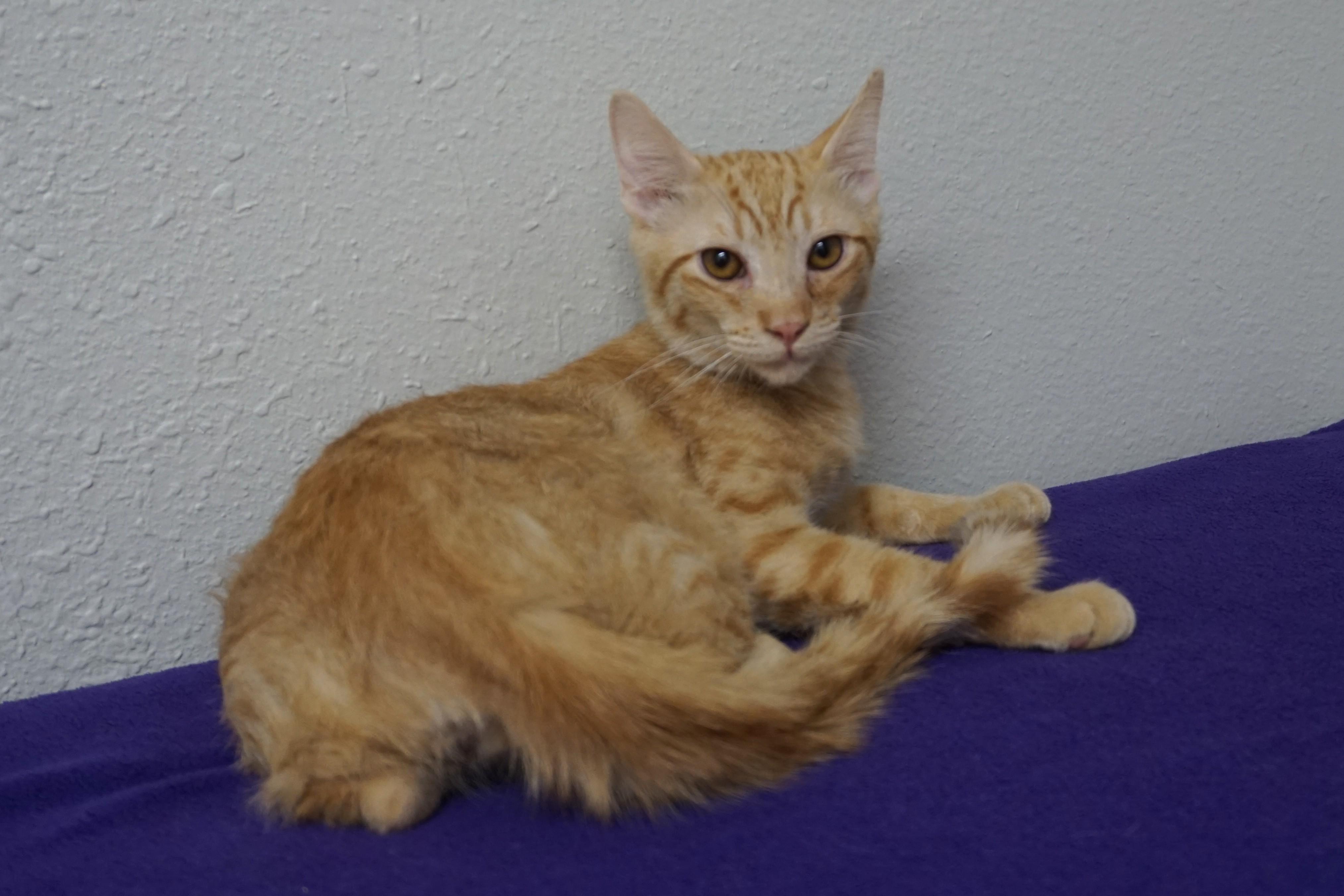 Enlarge Samuel, an adopted Domestic Short Hair in Fountain Hills, AZ image 5/5