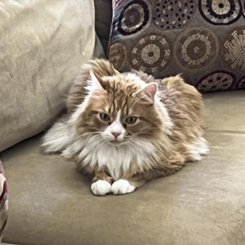 Link, a Adoptable Domestic Long Hair in Tempe, AZ image 1/6