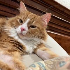 Link, a Adoptable Domestic Long Hair in Tempe, AZ image 2/6