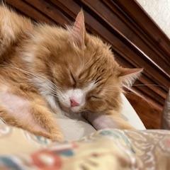 Link, a Adoptable Domestic Long Hair in Tempe, AZ image 3/6