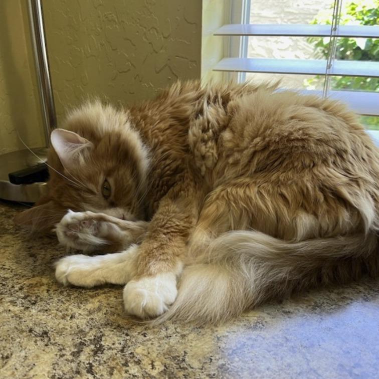 Link, a Adoptable Domestic Long Hair in Tempe, AZ image 4/6