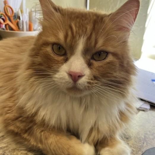 Link, a Adoptable Domestic Long Hair in Tempe, AZ image 5/6