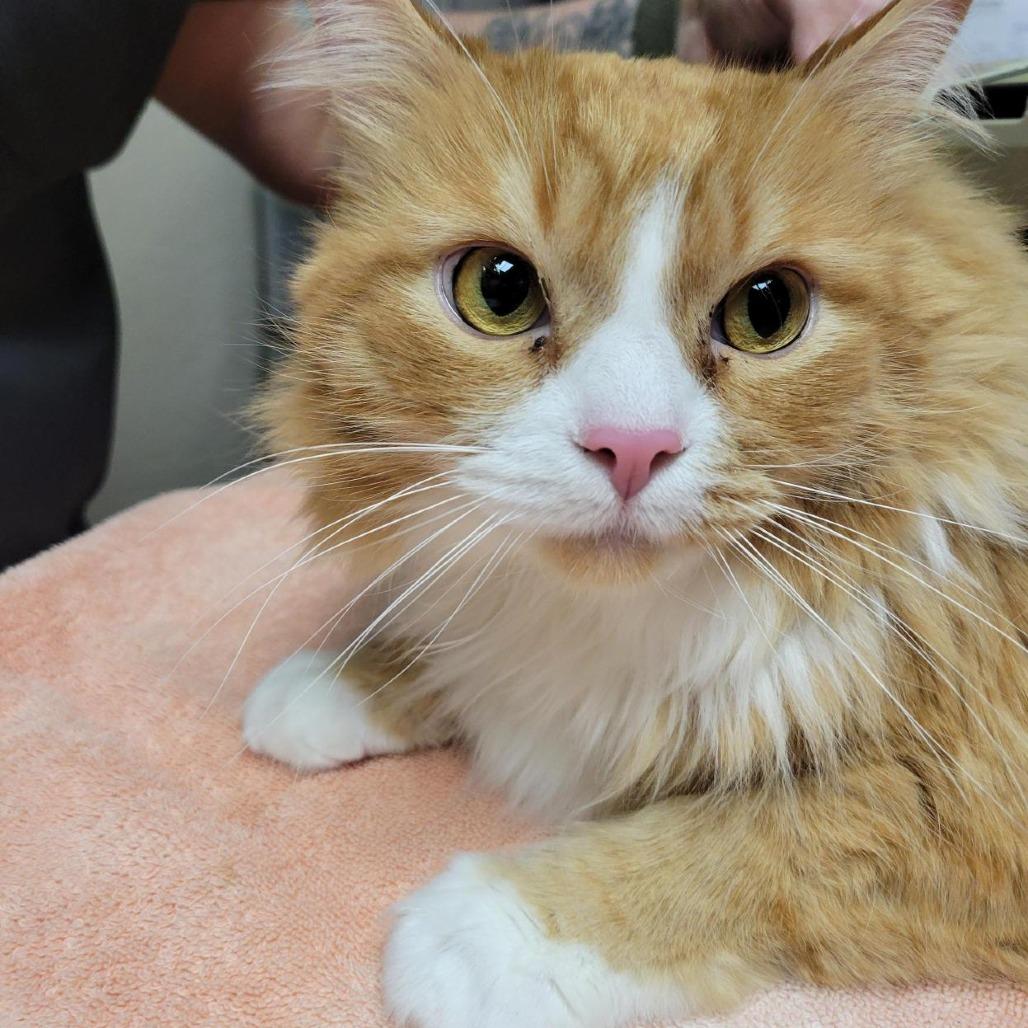Link, a Adoptable Domestic Long Hair in Tempe, AZ image 6/6