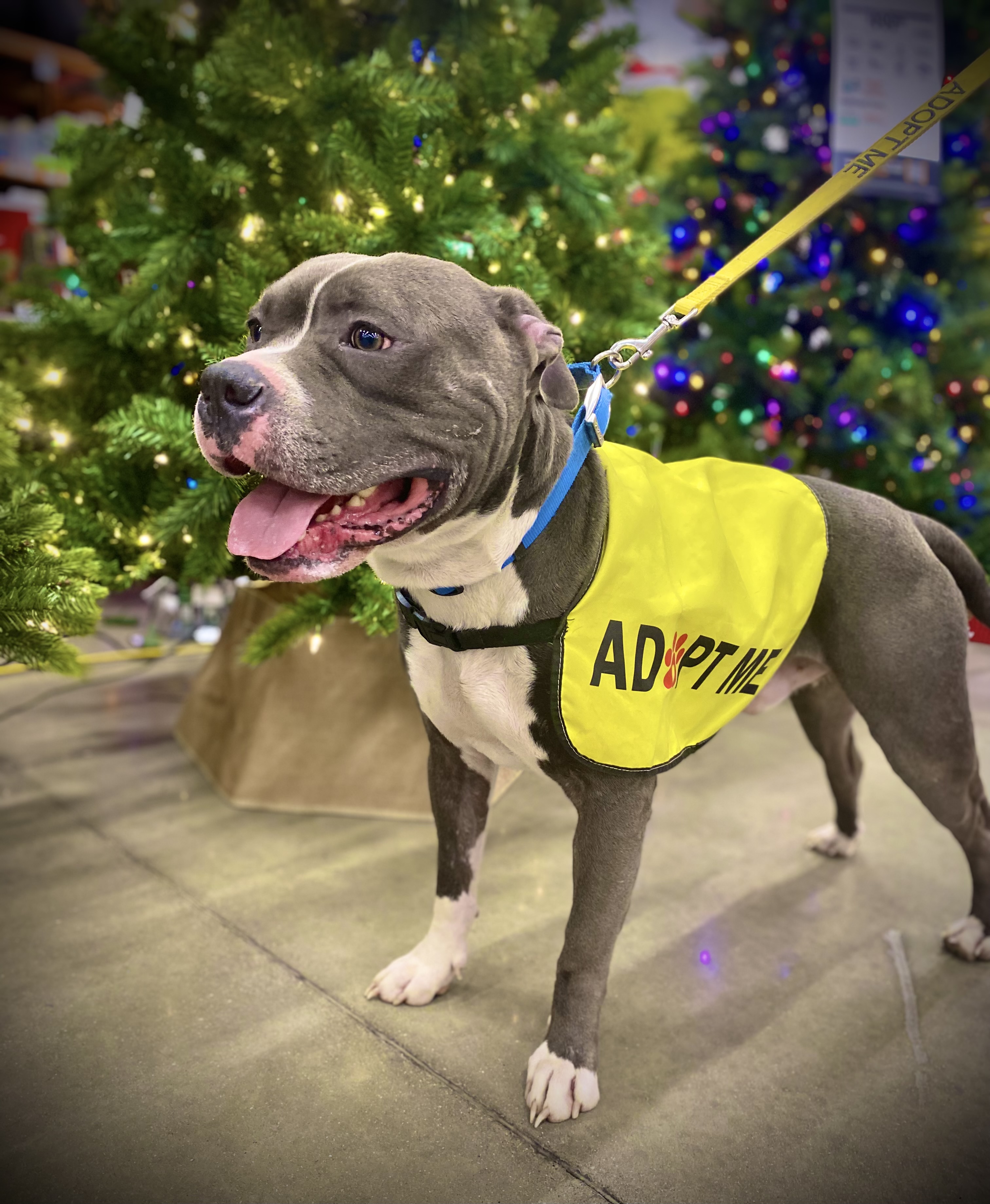 Prince, a Adopted American Staffordshire Terrier in Coldwater, MI image 2/4