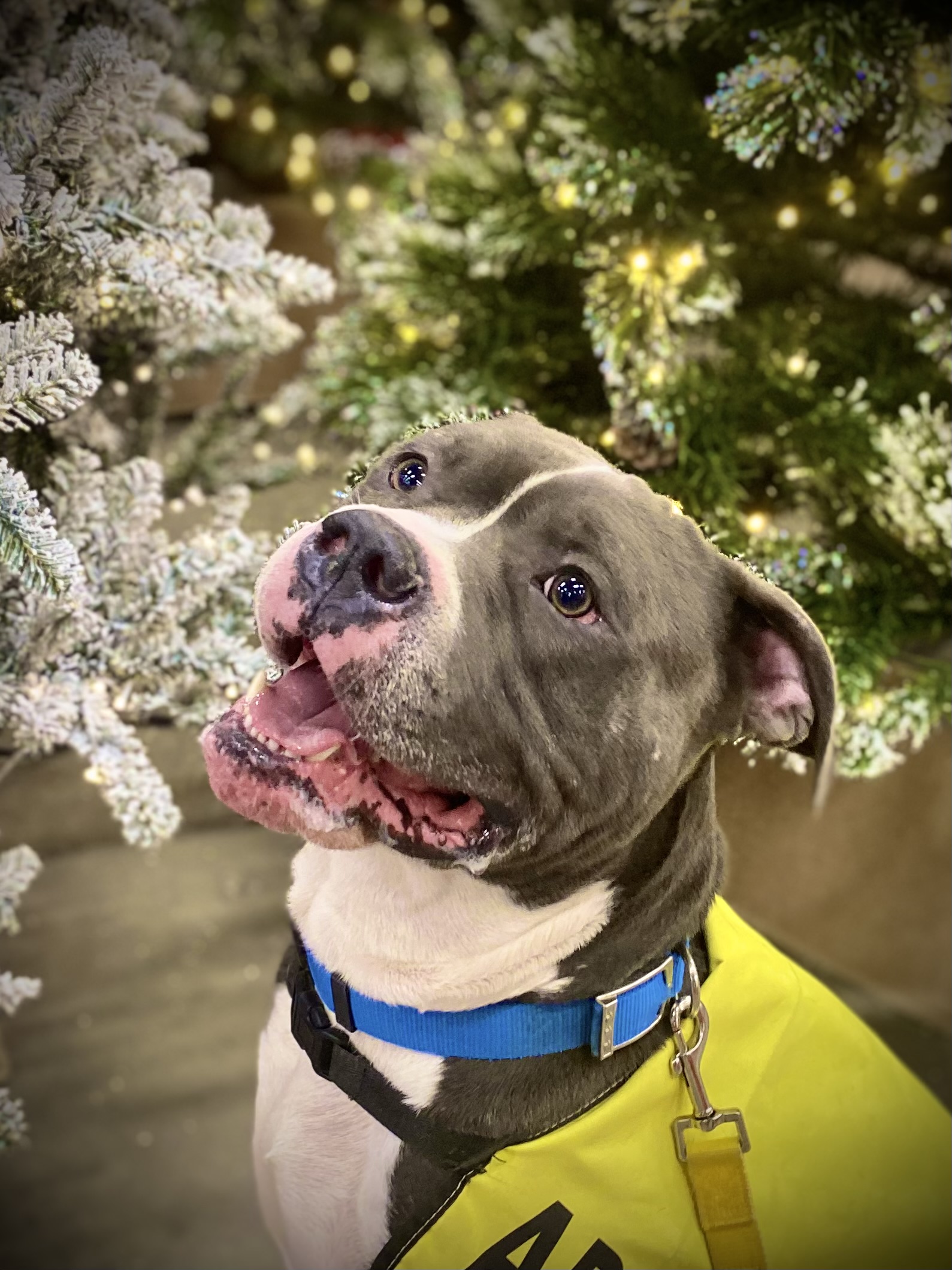 Prince, a Adopted American Staffordshire Terrier in Coldwater, MI image 1/4